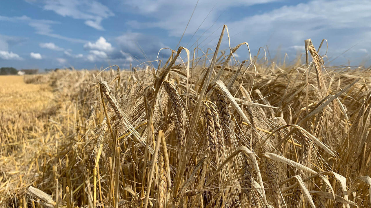 A barley field before harvesting