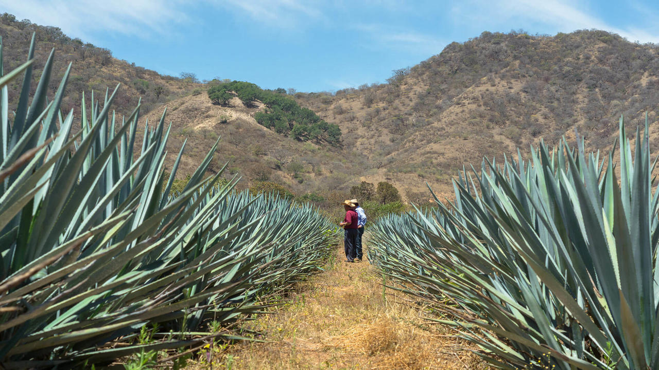 Agave field Mexico