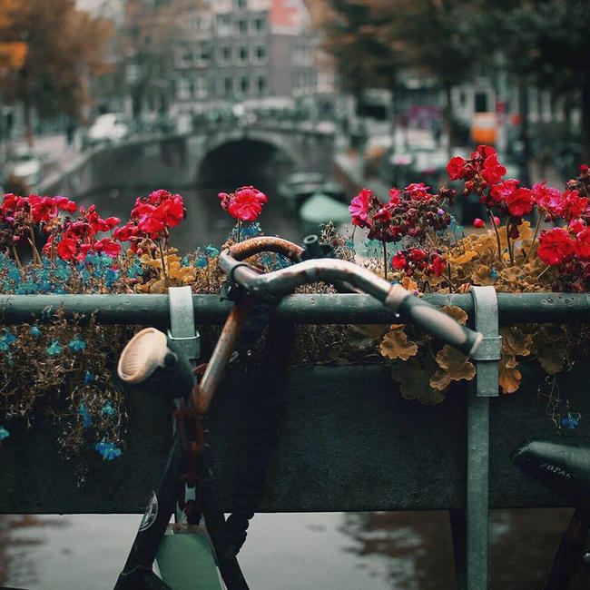 dutch handlebars tied to canal with bright flowers in focus
