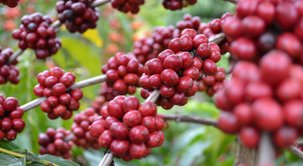 coffee fruit red